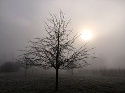 spectacular beautiful winter fog