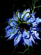 blue nigella damascena flower in the garden