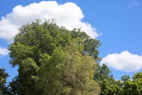 green trees in summer forest on a sunny day