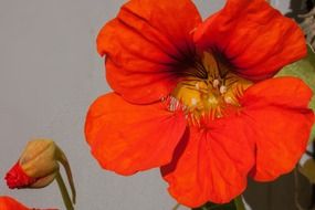 red flower nasturtium