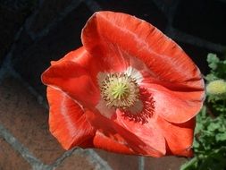 red poppy on a field in spring