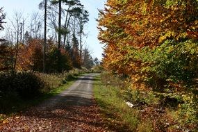 trail through schÃ¶nbuch park at fall, Germany, Baden-Wurttemberg