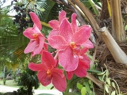 huge pink orchid in tropical garden