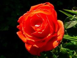 red garden rose in sun lights