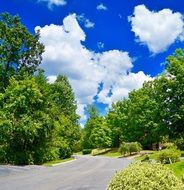 road in the forest in summer
