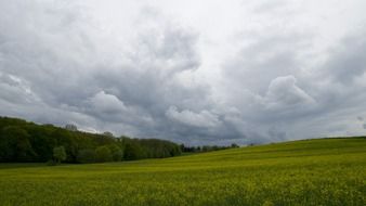 agriculture oilseed