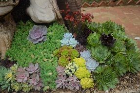 exotic plants in the garden