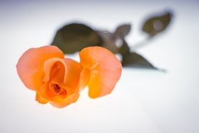 Beautiful romantic rose flower