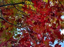 stunning autumn red foliage