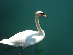 lonely swan in the pond