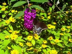 wonderful butterfly on pink flower