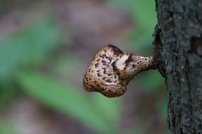 wild mushroom on a tree trunk