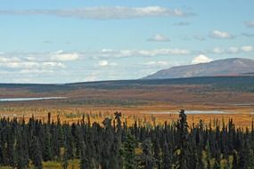 extraordinary beauty alaska forest