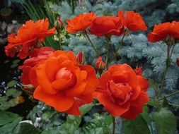 stunning orange roses