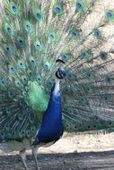 Peacock with colorful tail