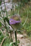 wild purple thistle flower in the forest