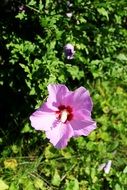 Pink hibiscus flower in nature