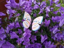 extraordinary beauty butterfly