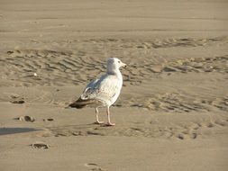 Seagull on the beach in summer