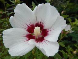 white hibiscus flower with red middle