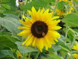 Beautiful Blooming yellow sunflowers with insect on it and green leaves