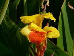 yellow-red flower canna among large green leaves