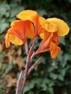 orange flower canna on a stalk