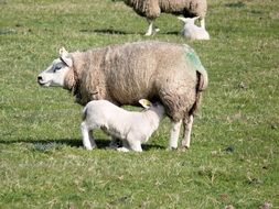 lamb is drinking mother's milk in a pasture in the Netherlands