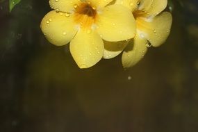 flower blooming beauty