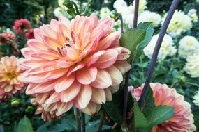 light pink flower in spring garden