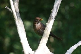 the sparrow bird on a tree