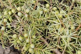 green berries on the branch with needles