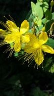 delightful beauty saint john flowers