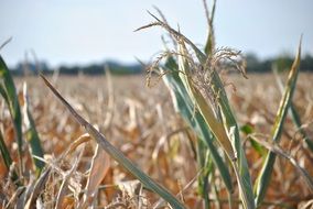 summer field corn harvest