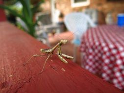 mantis on a wooden terrace