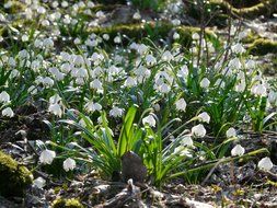 white flowers in the spring forest