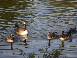 family of wild ducks in the water