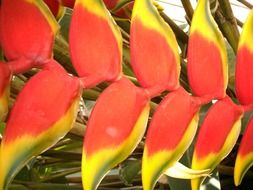 colorful nature flowers