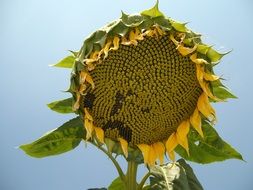 sunflower organic seeds