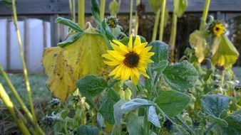 young sunflowers in the garden