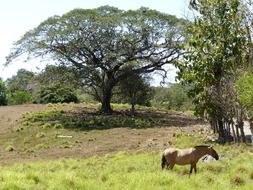 horse among the picturesque nature, costa rica