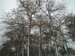 landscape of snowy trees in the forest
