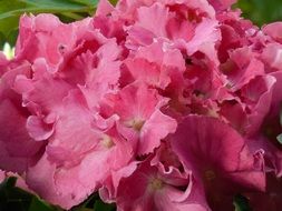 fresh bouquet of hydrangeas