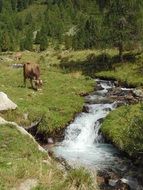 torrent august alp cows