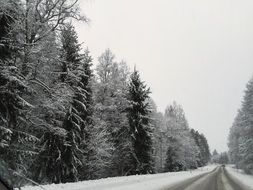 winter road through the forest