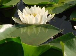 white waterlily in a clean pond