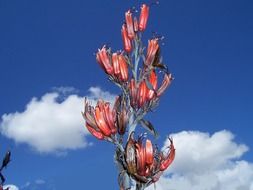 new zealand flax