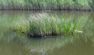 islet with green grass in a pond