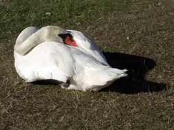 swan resting in nature