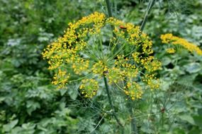 dill blossoms